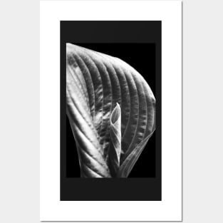 Hosta unfolding... Posters and Art